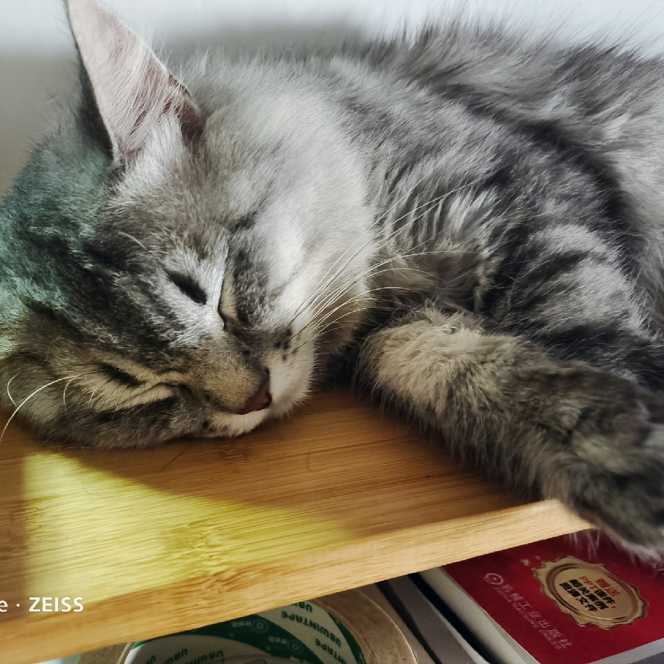 来根猫条海报