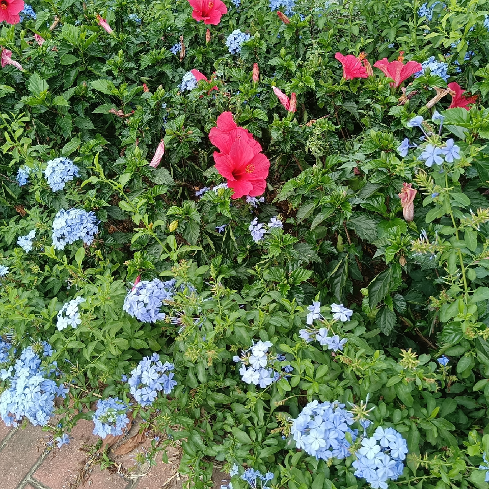 萌新五娘海报