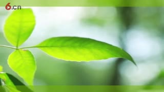 春阳-9
