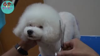 泰迪蘑菇头修剪教程视频，教学视频，教学教程.