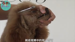 剃嘴视频教程，摩登宠物美容培训学校.