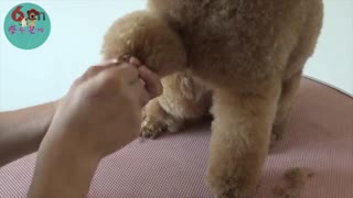 剃脚视频教程，摩登宠物美容培训学校.