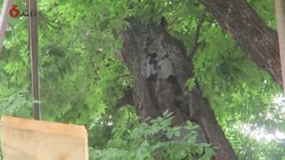 都市景区古树群保护性修复植皮雕塑（4）