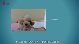 花生头美容造型，泰迪美容视频，泰迪美容教程.